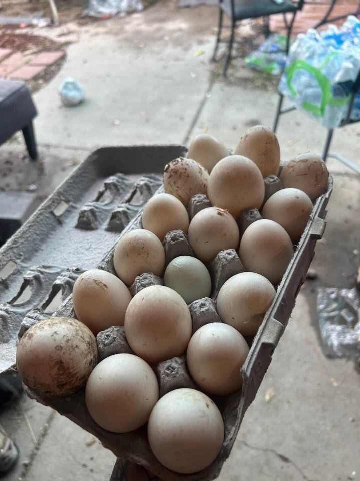 Fresh Duck Eggs