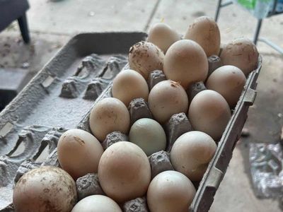 Fresh Duck Eggs