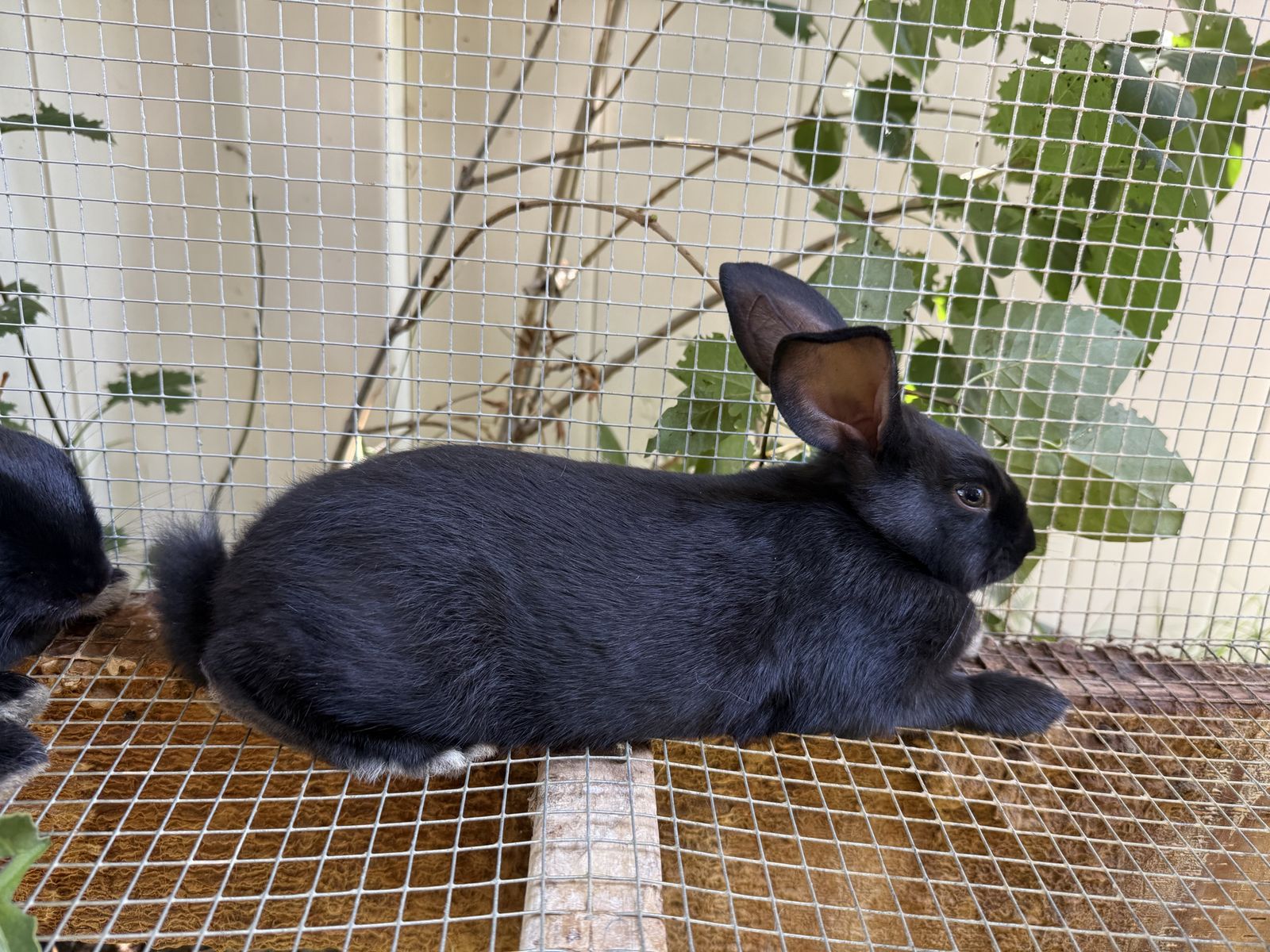 Beautiful Black New Zealand Rabbits