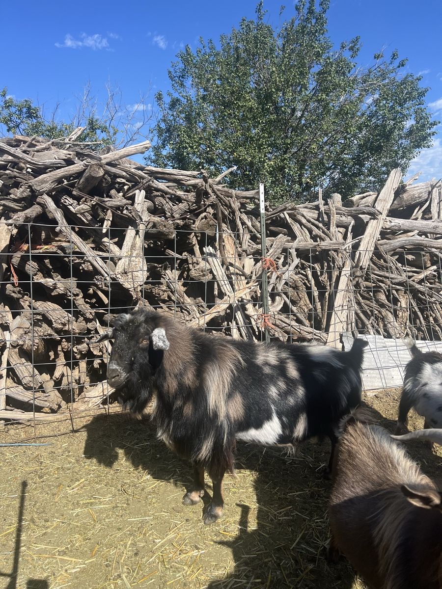 Mini Nubian Buck Spotted Brown & White