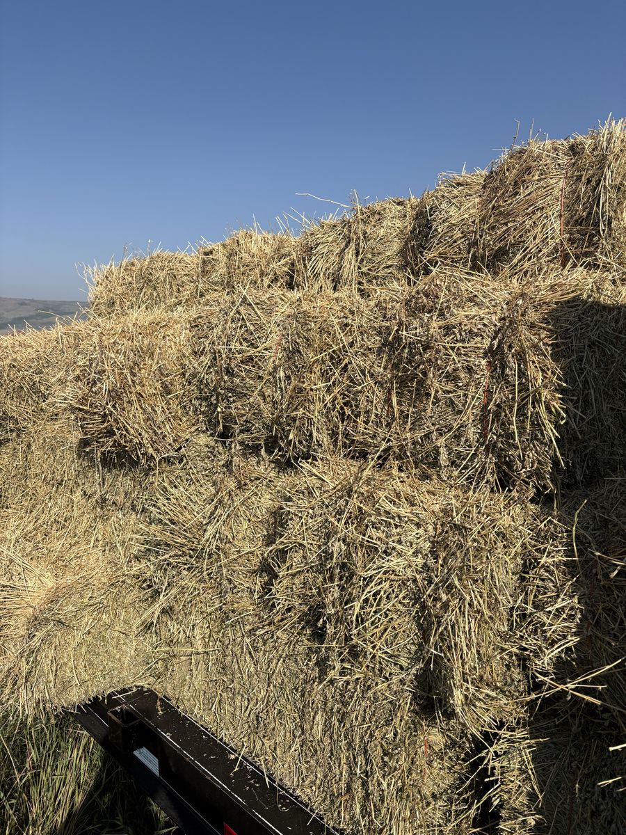 Alfalfa bales