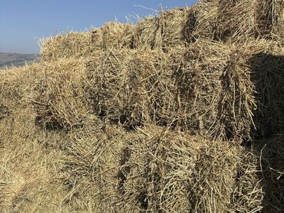Alfalfa bales