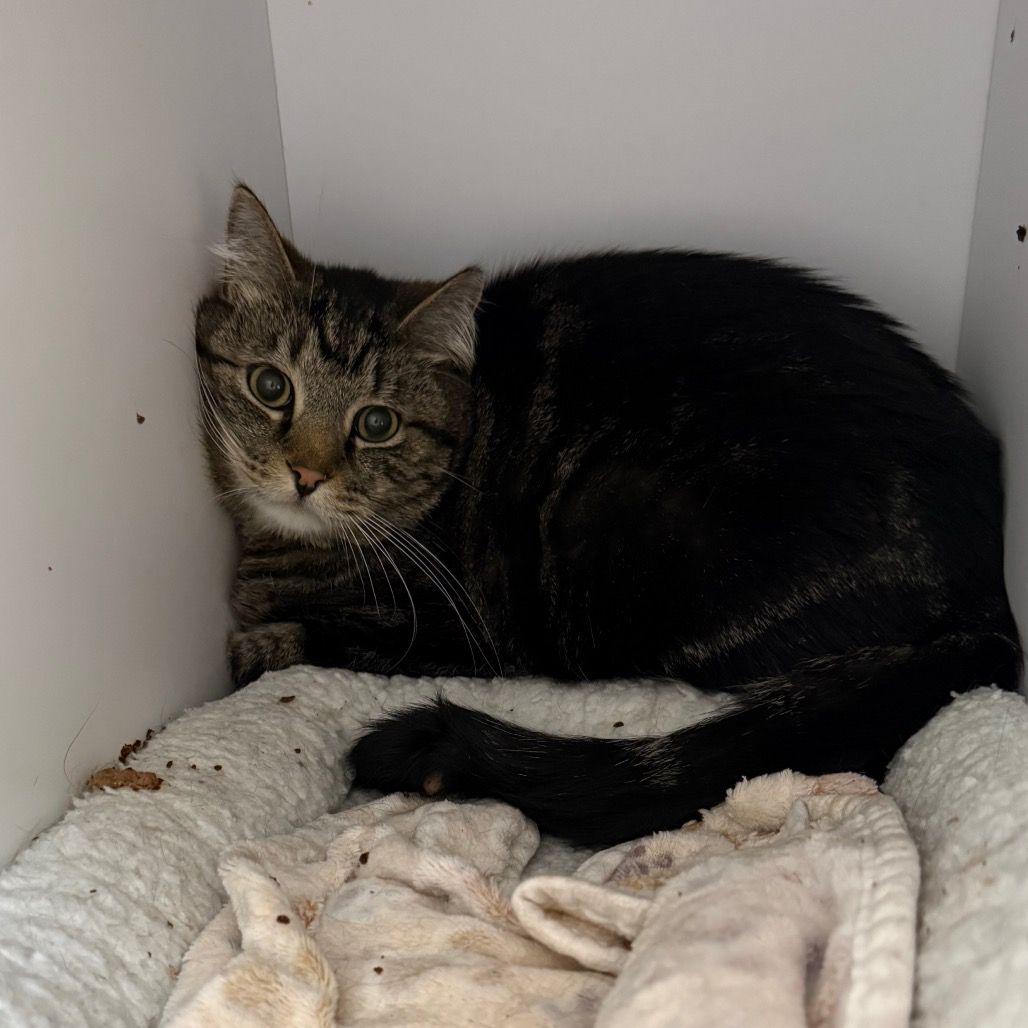 Hello my name is Moondoggie