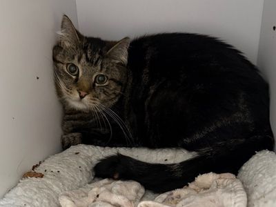 Hello my name is Moondoggie