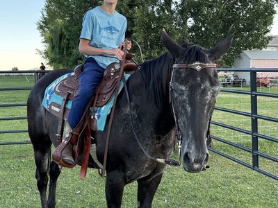 21/22 Appaloosa Mare