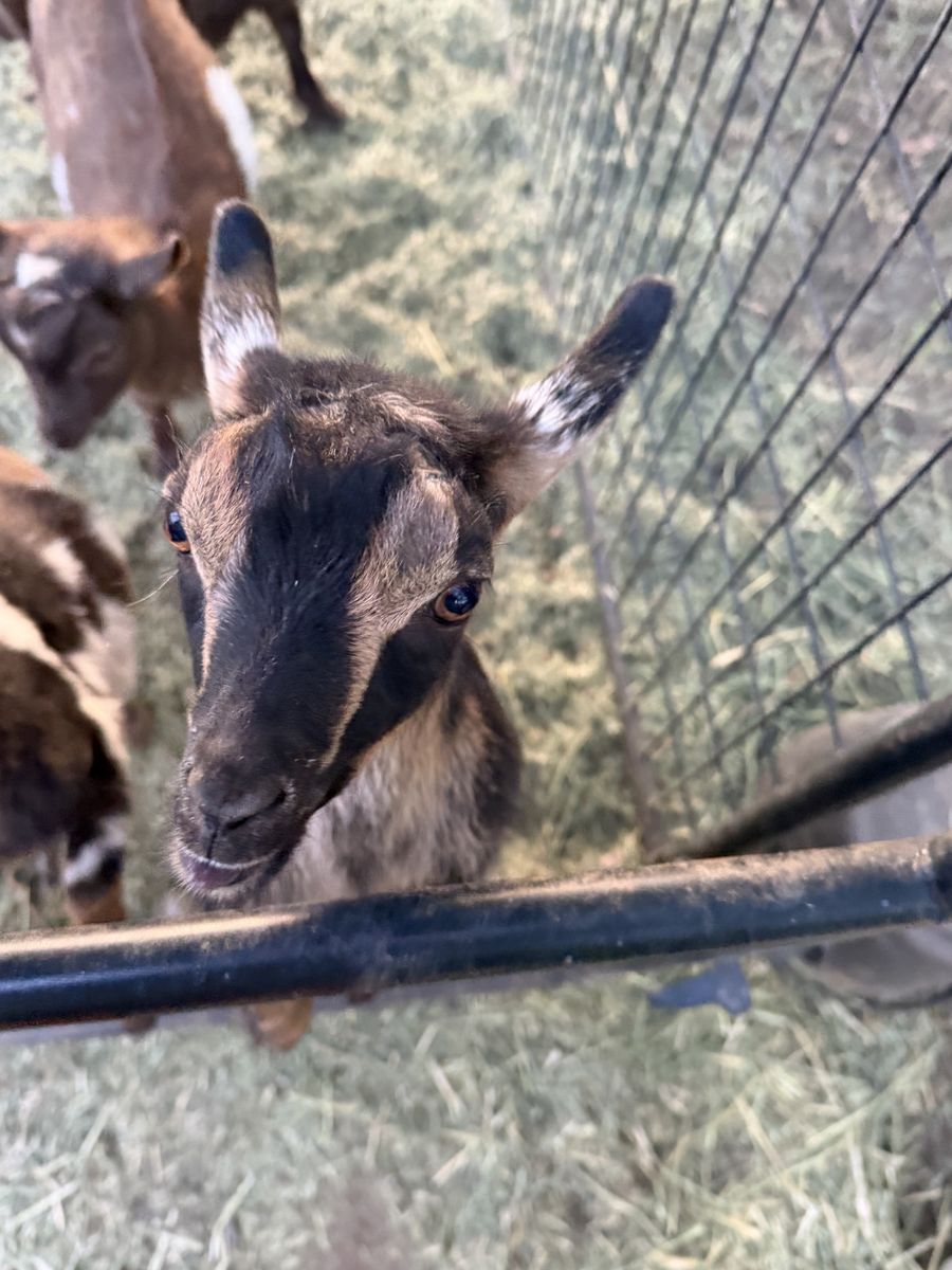 ADGA Moonspoted Nigerian dwarf buckling