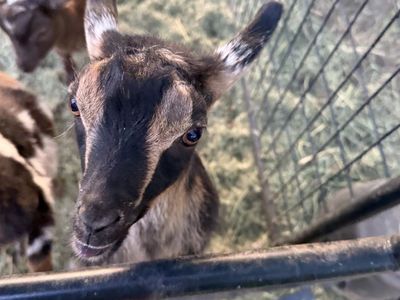 ADGA Moonspoted Nigerian dwarf buckling