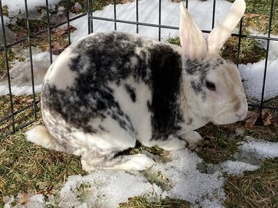 Cute male mini rex bunny