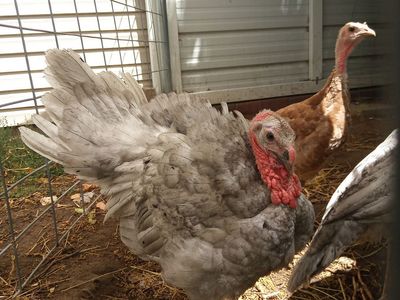 1 Red Bourbon & 1 Blue Slate Turkey Poults