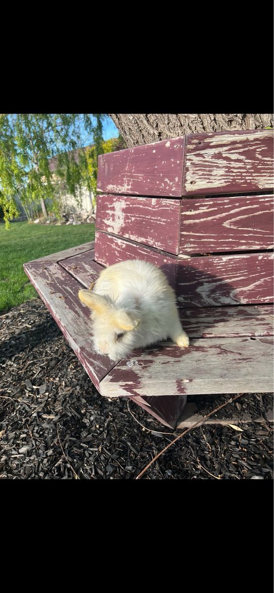 Male Lion Head Rabbits