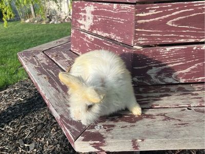 Male Lion Head Rabbits