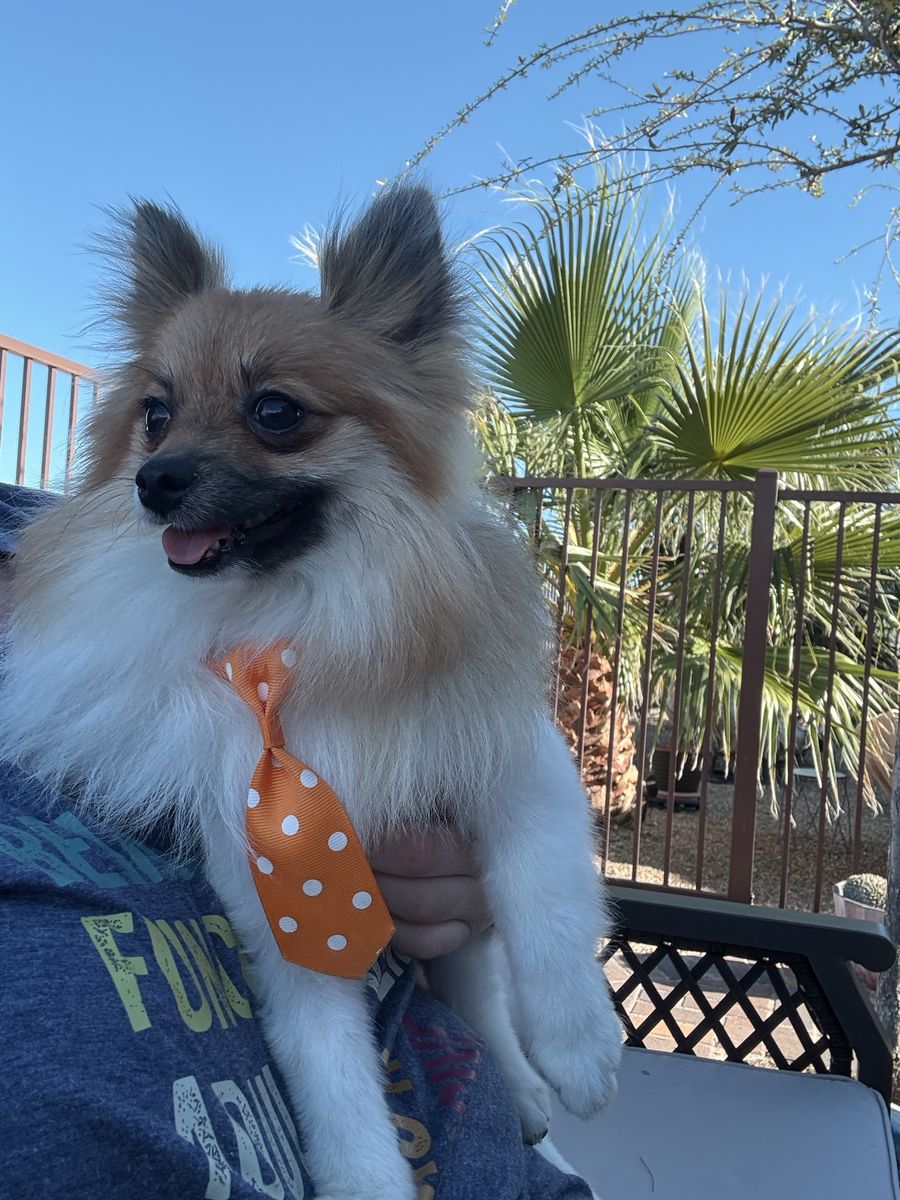 8mo old pure Pomeranian