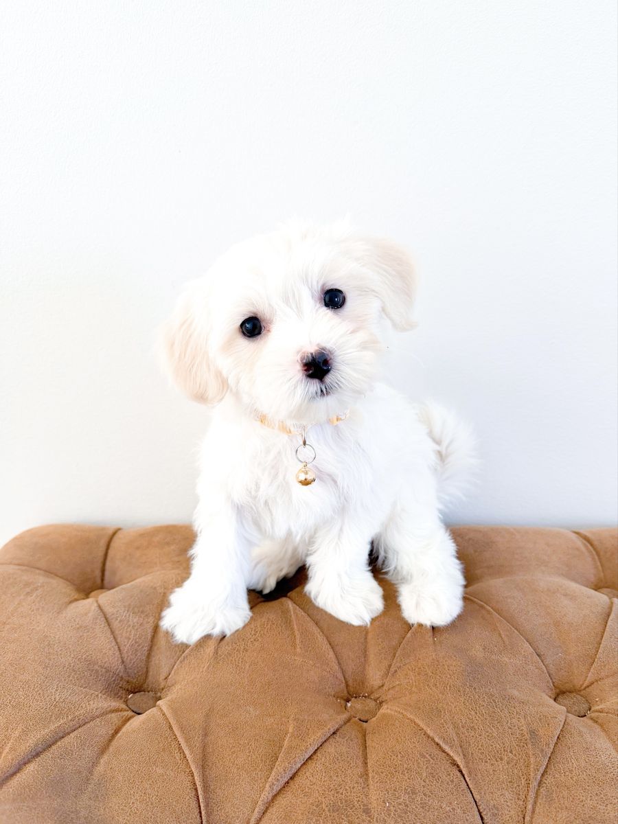 10-12lb Female Coton de Tulear, Hypoallergenic, ESA/Therapy potential, like Maltese, Westie, Bichon, Poodle, etc.