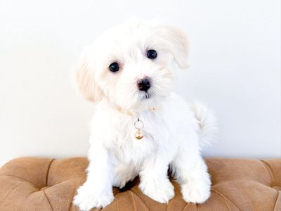 10-12lb Female Coton de Tulear, Hypoallergenic, ESA/Therapy potential, like Maltese, Westie, Bichon, Poodle, etc.