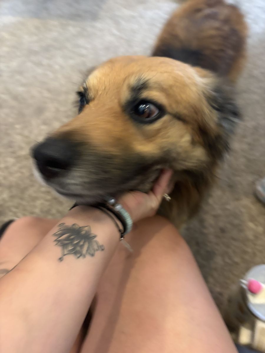 Dog in need of good home