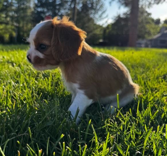 King Charles Cavalier