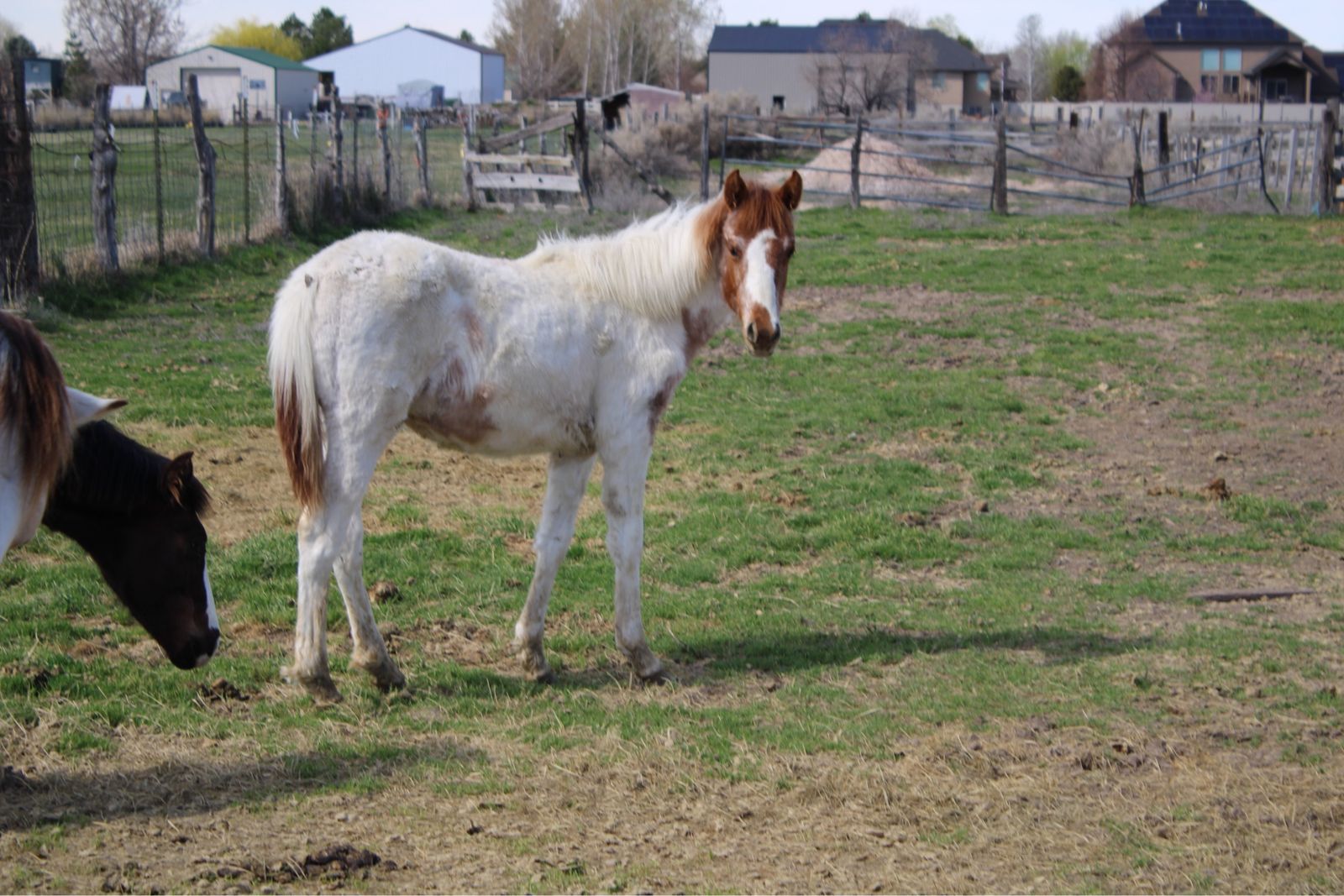 Paint Yearling Filly