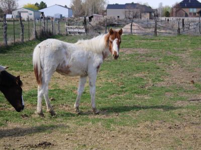 Paint Yearling Filly