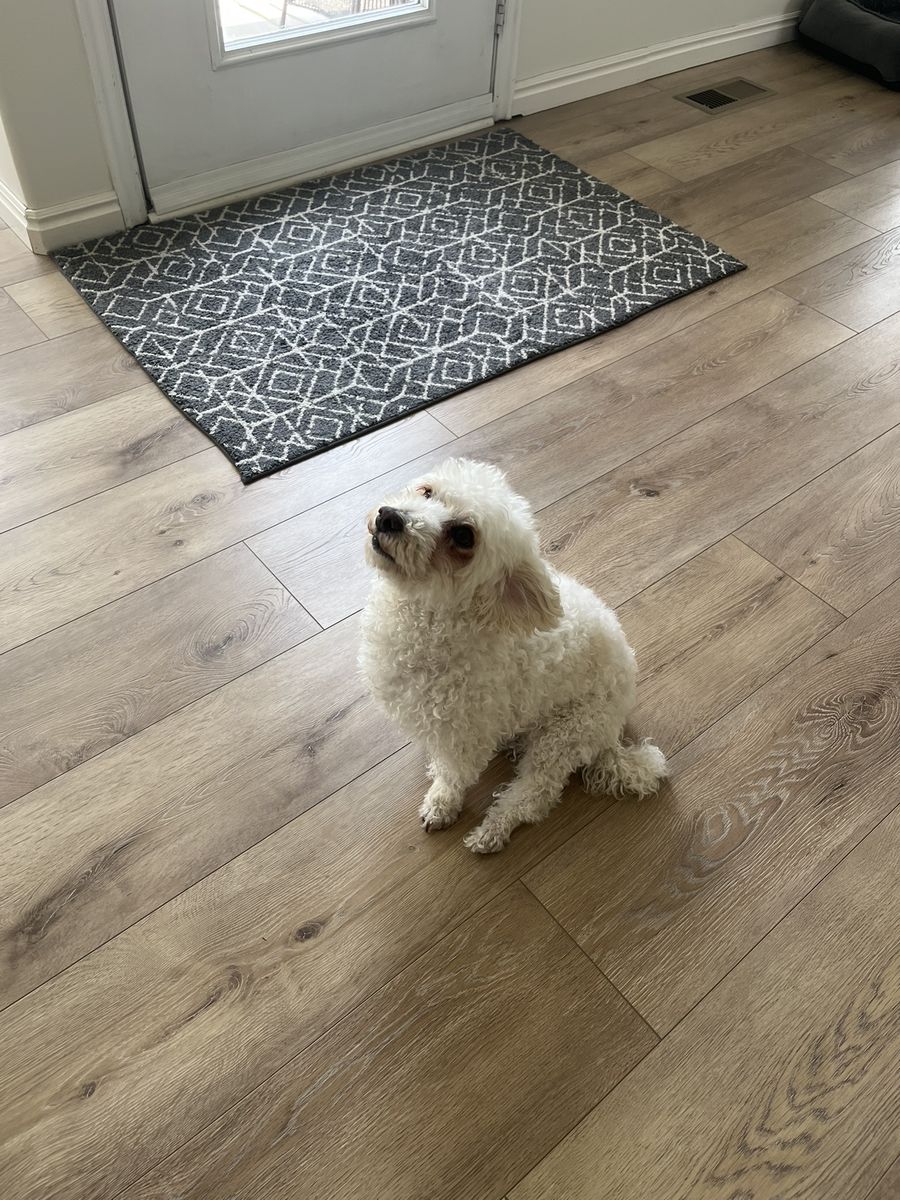 Maltipoo Poodle Mix Puppy Dog
