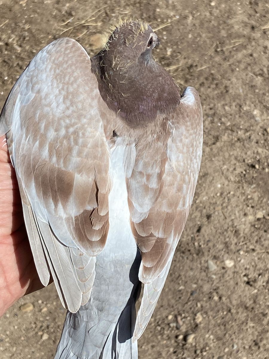 Squeaker homing pigeon