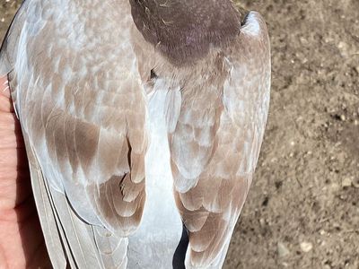 Squeaker homing pigeon