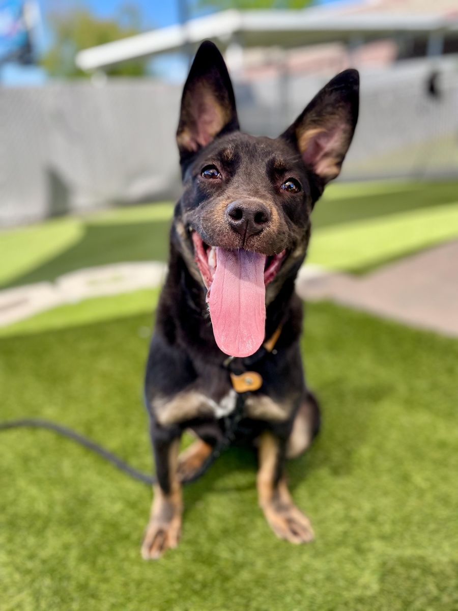 Available for Adoption! A161901 Ariah!