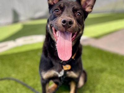 Available for Adoption! A161901 Ariah!
