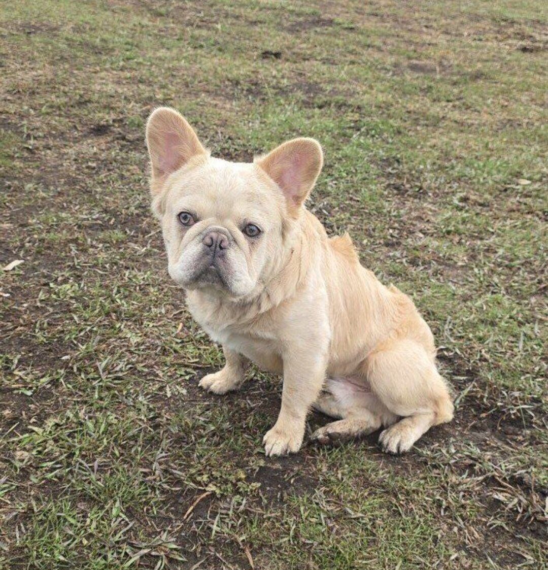 Cream Merle Fluffy Frenchie STUD