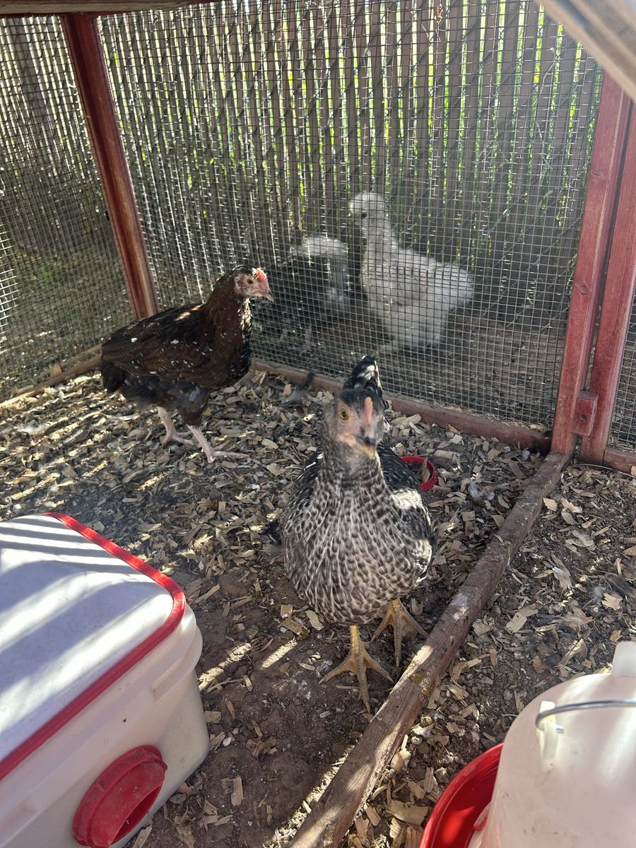 2 roosters 10 weeks old