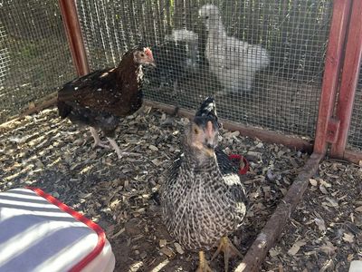 2 roosters 10 weeks old