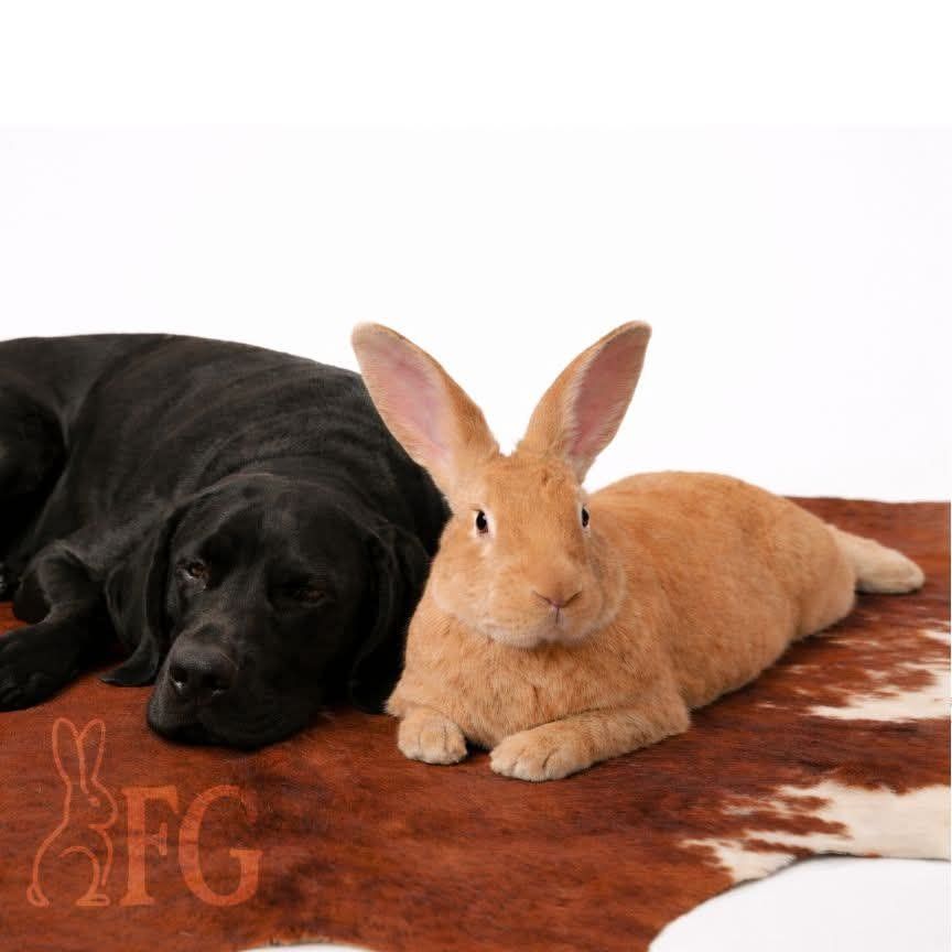 Flemish Giants (Breeding Stock  Deal/Trade)