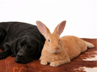 Flemish Giants (Breeding Stock Deal/Trade)
