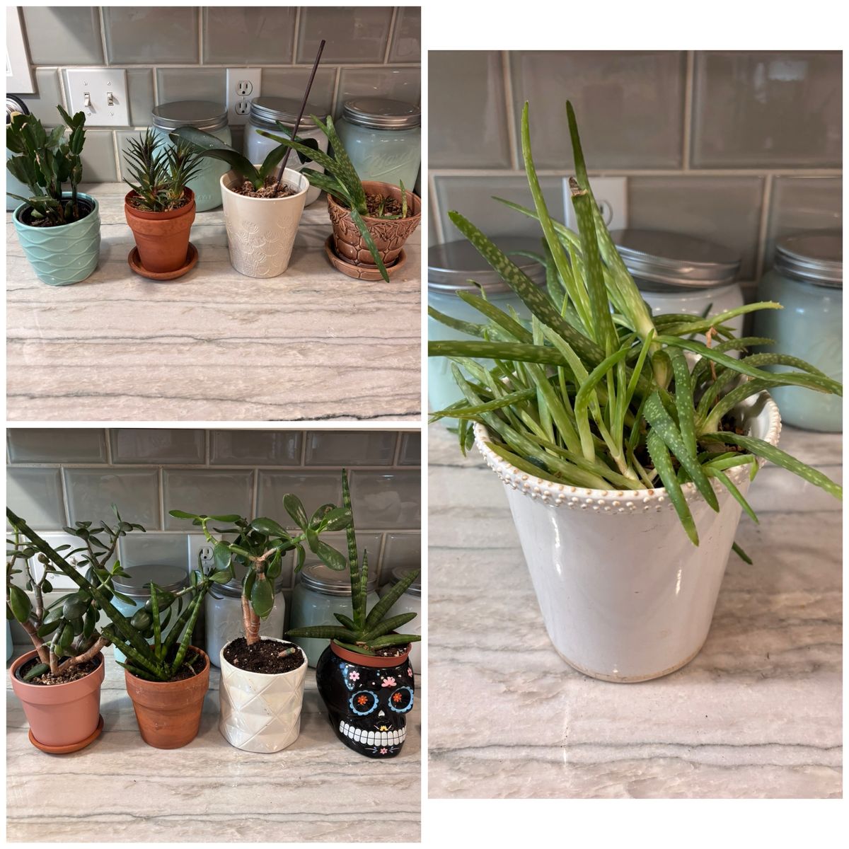 Potted succulents/jade plant/aloe vera SEE DESCRIP