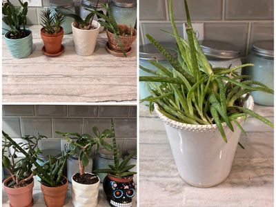 Potted succulents/jade plant/aloe vera SEE DESCRIP