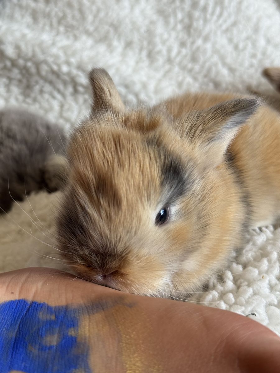 Meet Q Tip! Holland Lop