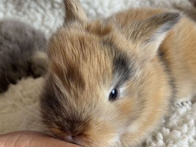 Meet Q Tip! Holland Lop