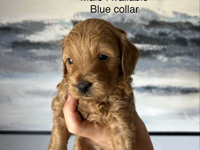 Mini Goldendoodles PRICE DROP $900