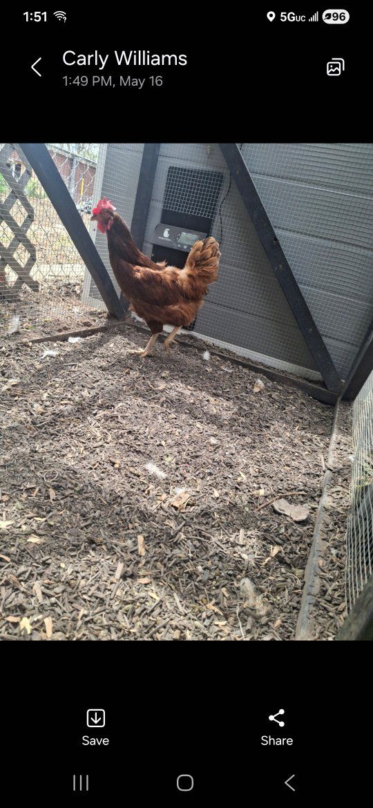 Rhode Island Red Hen
