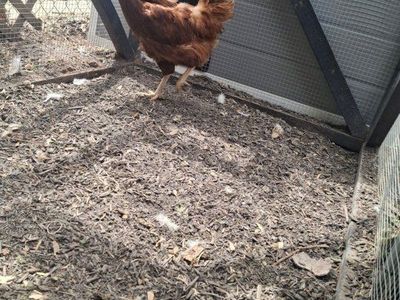 Rhode Island Red Hen