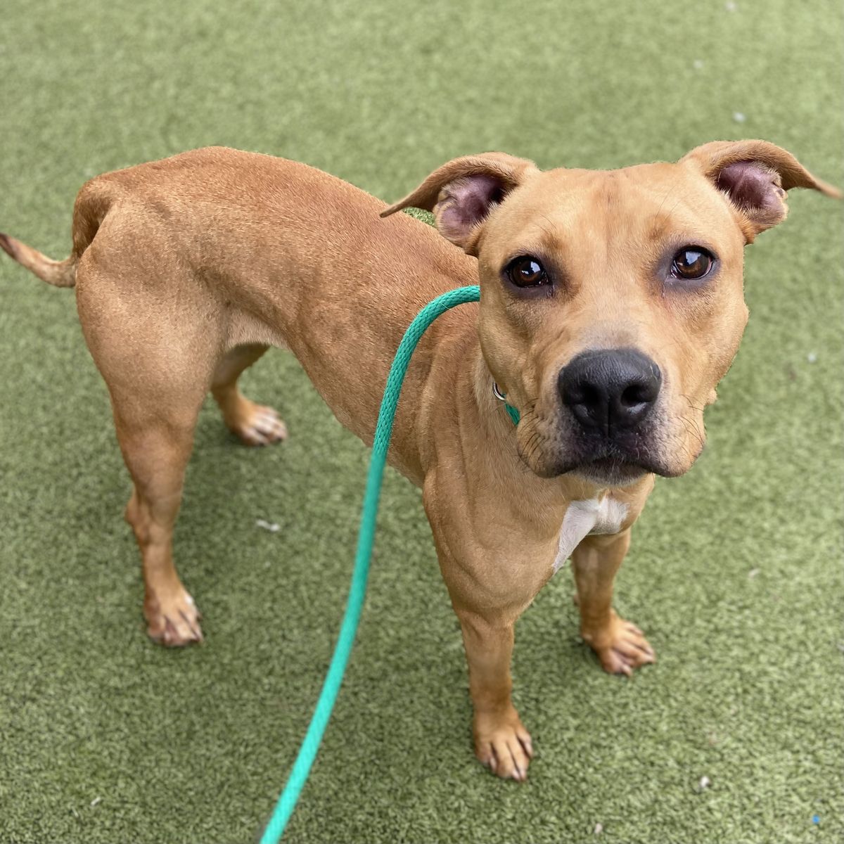 Available for adoption! A164534 Gabriela!