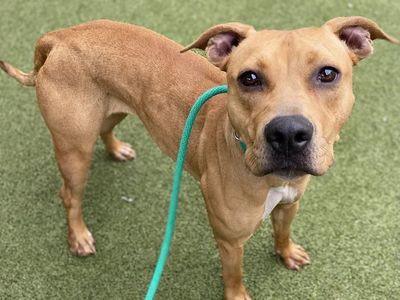 Available for adoption! A164534 Gabriela!