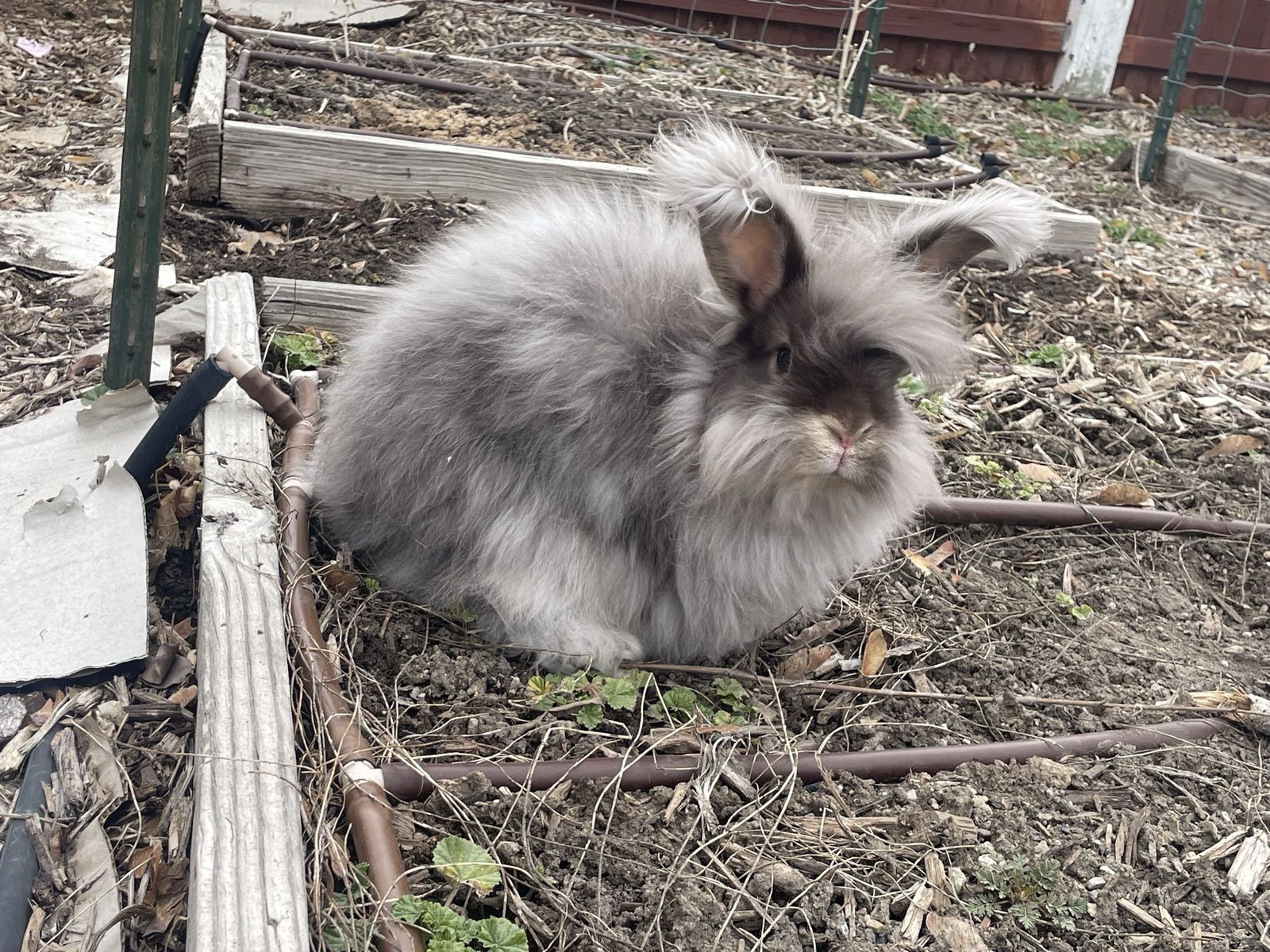 Bonded Pair Angora Rabbits
