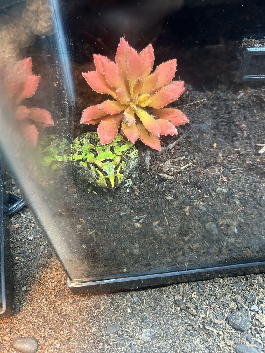 Pacman frogs