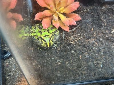 Pacman frogs