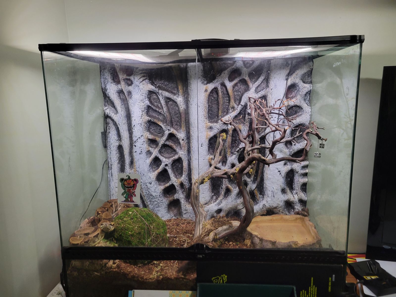Male Ghost Morph Boa, and enclosure