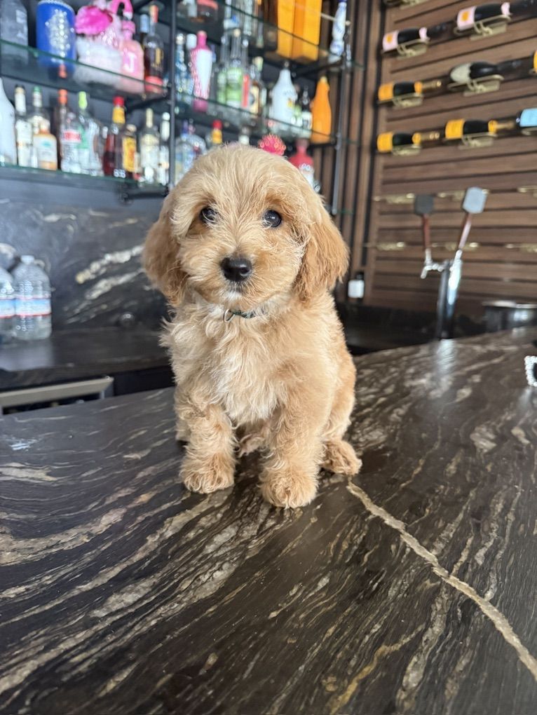 Darling Timy Goldendoodle Puppies