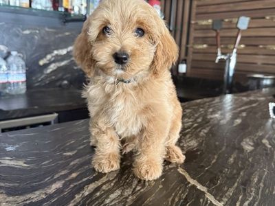 Darling Timy Goldendoodle Puppies