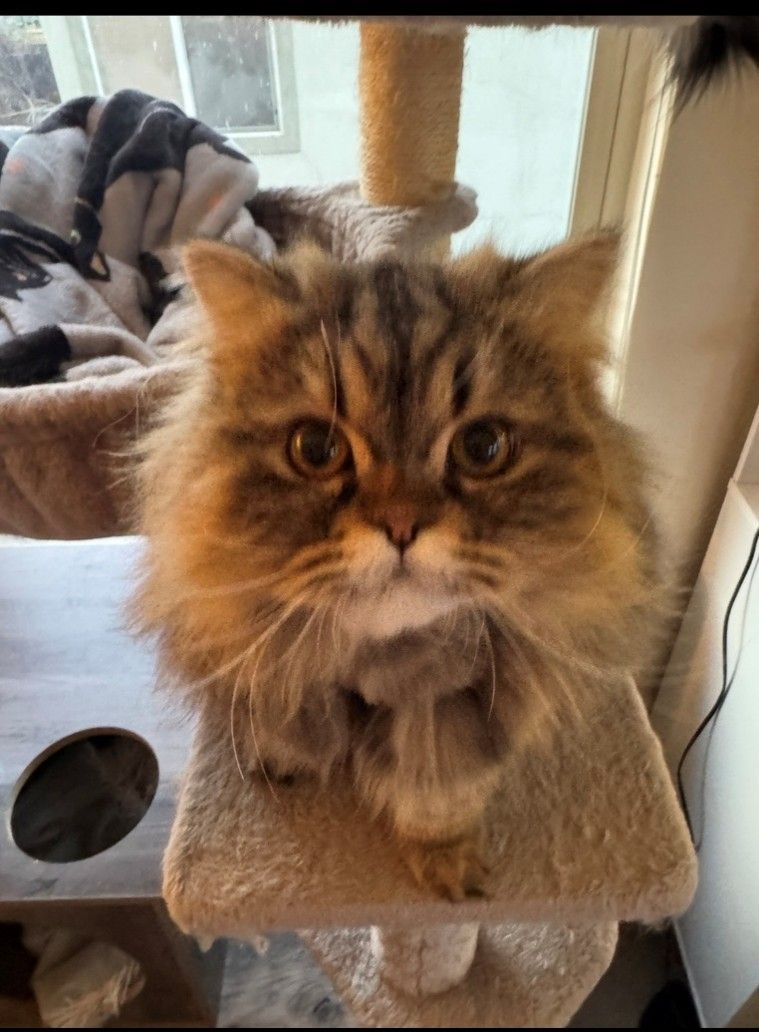 LOST Cat