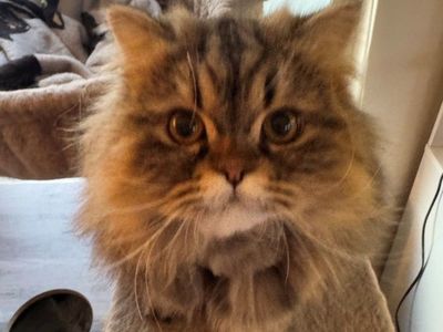 LOST Cat