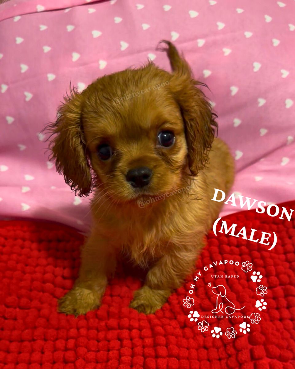Mini Cavapoo Puppies - Ready Now!